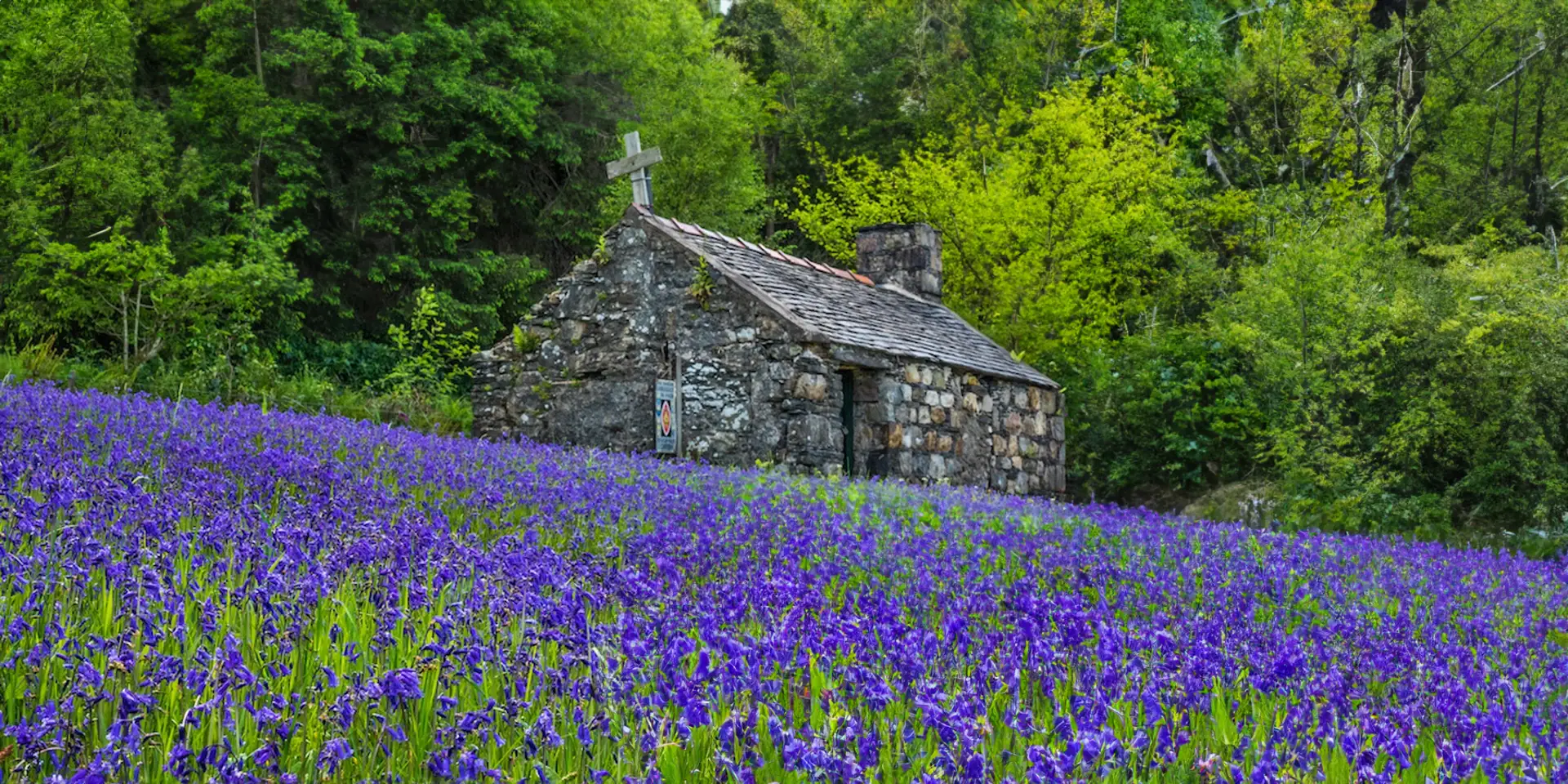 Bluebells in the grounds